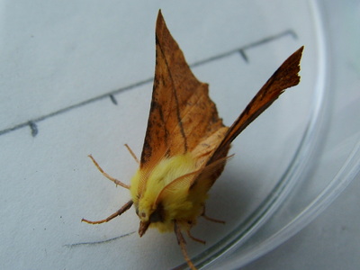 Canary Shouldered Thorn